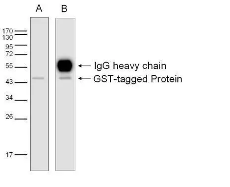 GST-tagged protein (Mw: 45 kDa) was immunoprecipitated from E. coli lysate using 8 ug of anti-GST antibody (GTX110736). The precipitated protein was detected by GTX110736 diluted at 1:3000. A: EasyBlot B: Goat anti-rabbit antibody